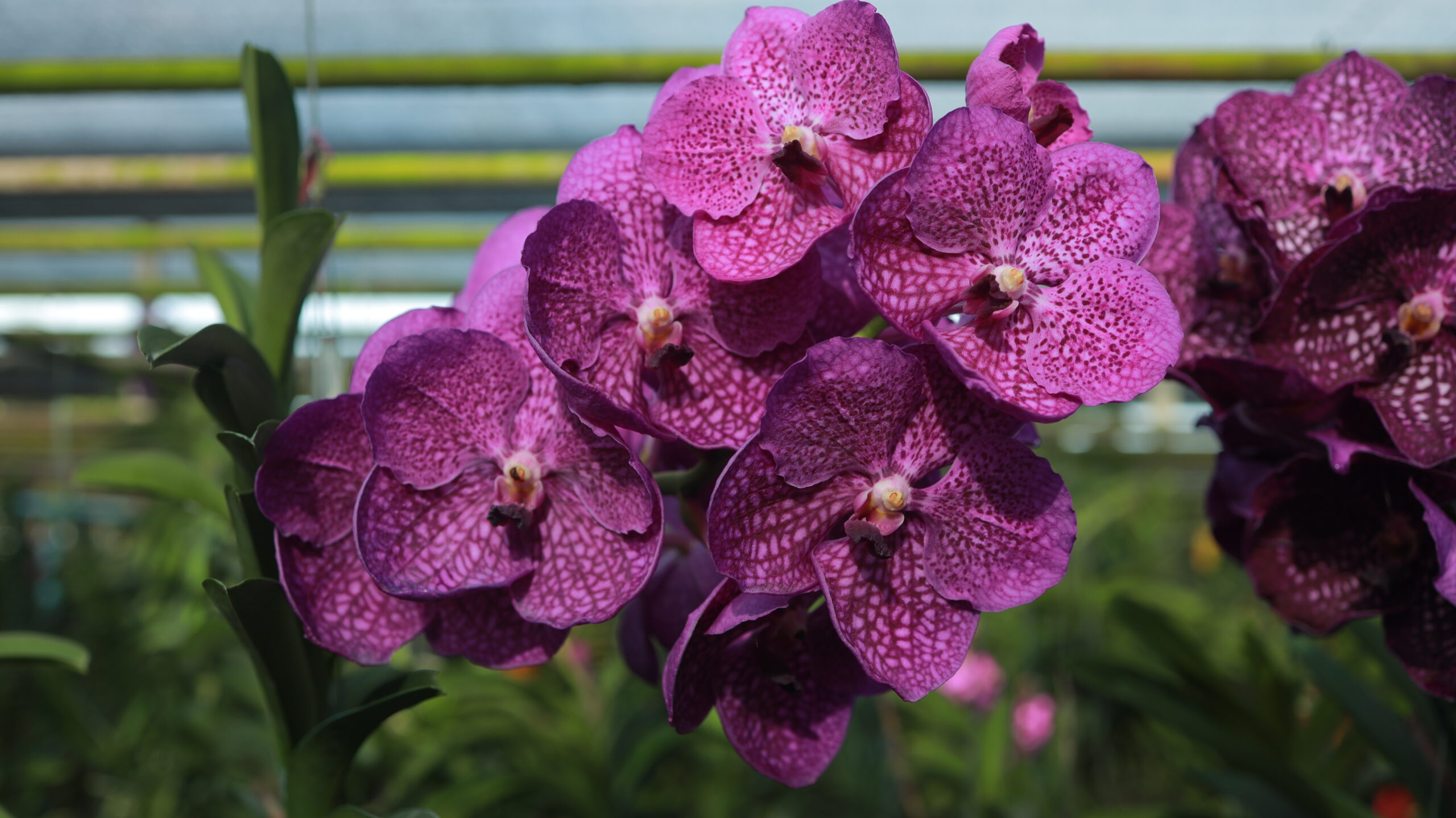 The Cultural Significance of Orchids in Thailand