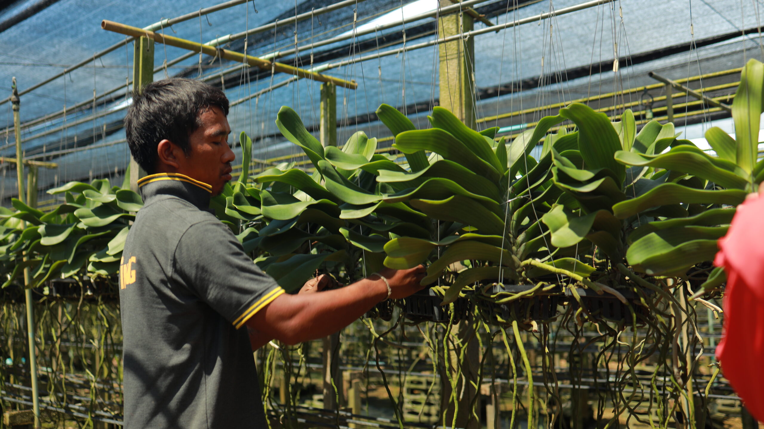 Sustainable Orchid Farming in Thailand – Protecting Beauty for the Future