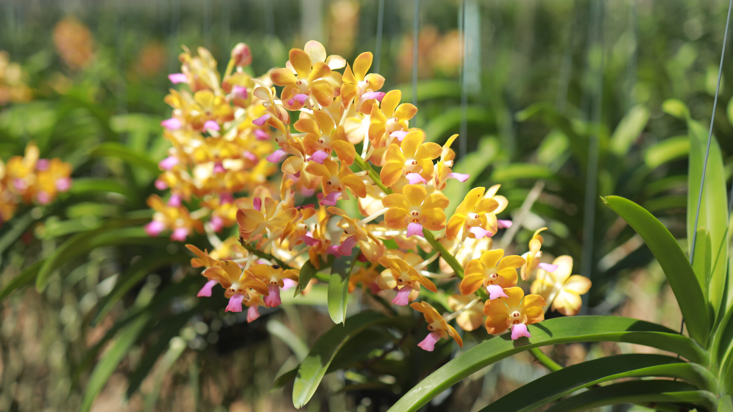 The Best Thai Orchid Varieties Loved by Collectors Worldwide