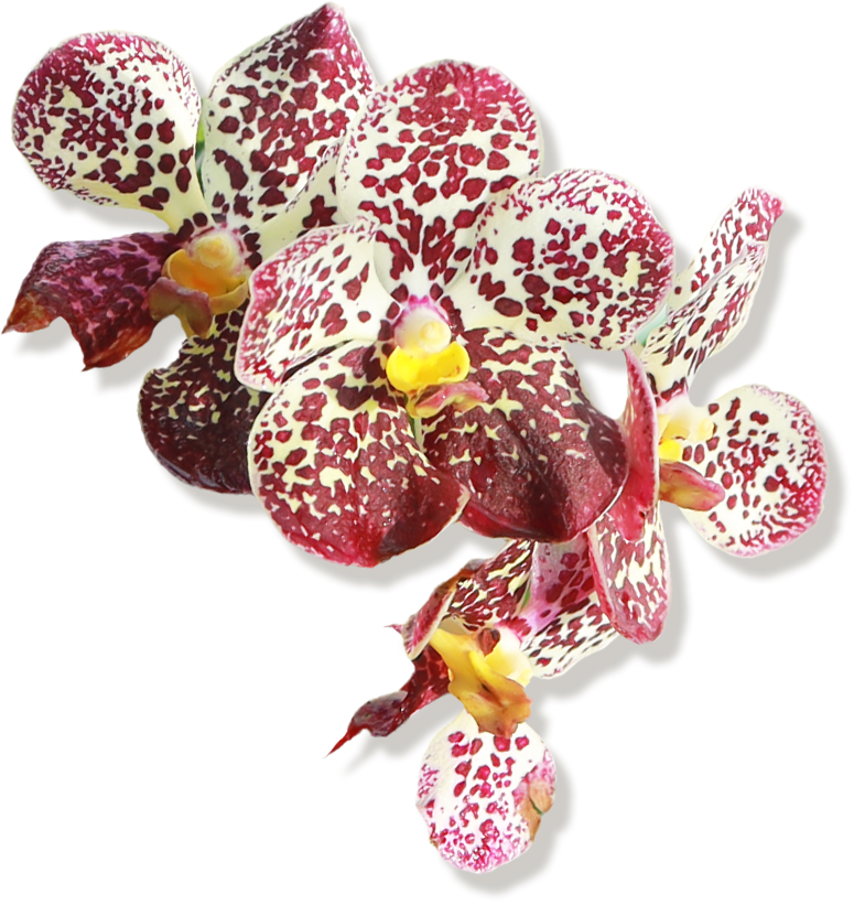 orchid 1