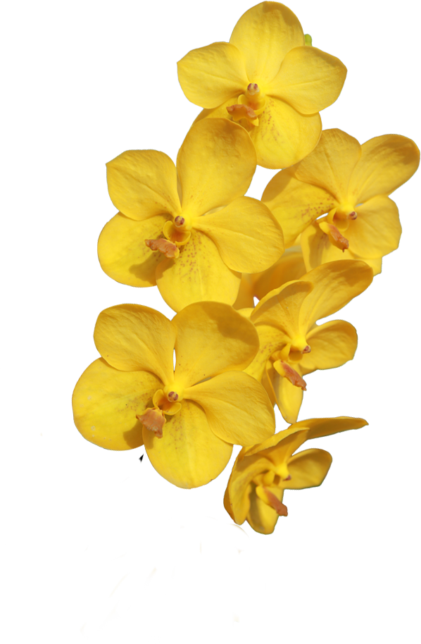 orchid 4