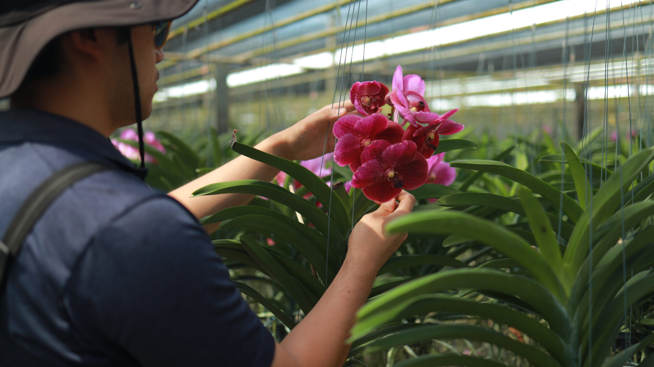 From Thailand to Your Doorstep – The Journey of High-Quality Exported Orchids