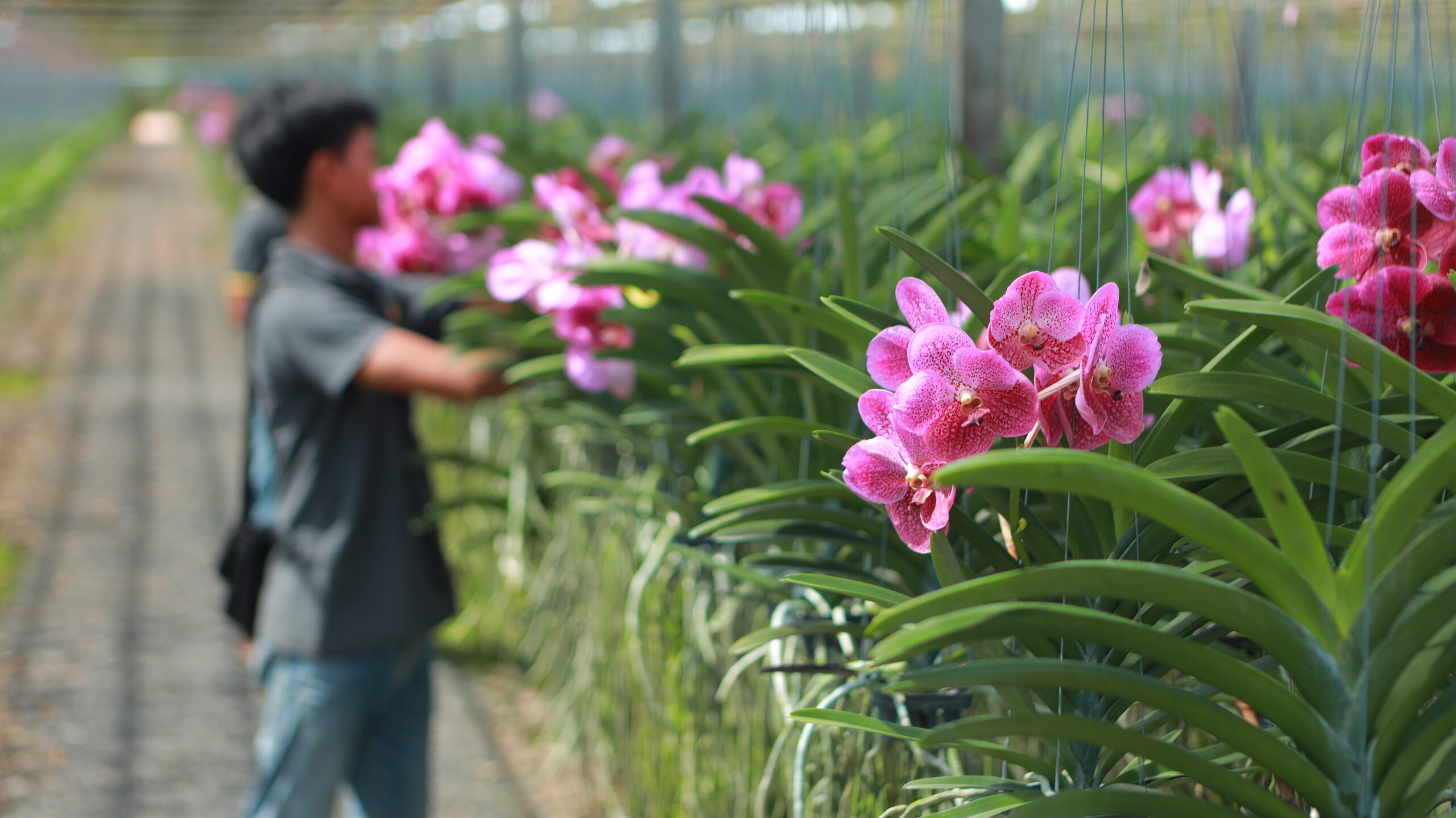 Why Thai Orchids Are the Jewel of Global Floriculture